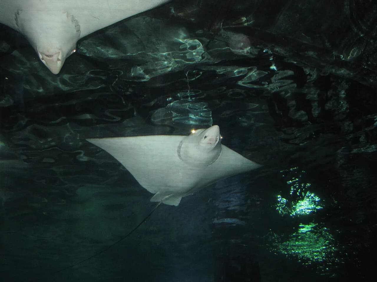 Burgers' Zoo – Erlebniszoo in Arnheim